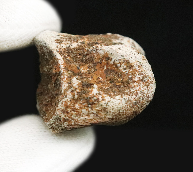 産地・時代・分類すべてが明確！恐竜のワンダーランド、米国モンタナ州ヘルクリーク累層から採集されたパキケファロサウルス（Pachycephalosaurus wyomingensis）の足指の化石（その6）