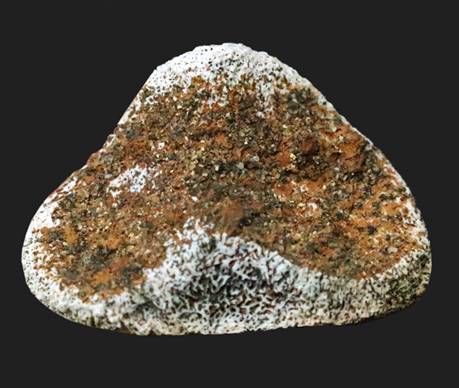 産地・時代・分類すべてが明確！恐竜のワンダーランド、米国モンタナ州ヘルクリーク累層から採集されたパキケファロサウルス（Pachycephalosaurus wyomingensis）の足指の化石（その7）