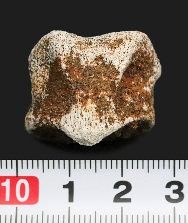 産地・時代・分類すべてが明確！恐竜のワンダーランド、米国モンタナ州ヘルクリーク累層から採集されたパキケファロサウルス（Pachycephalosaurus wyomingensis）の足指の化石（その8）