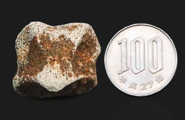 産地・時代・分類すべてが明確！恐竜のワンダーランド、米国モンタナ州ヘルクリーク累層から採集されたパキケファロサウルス（Pachycephalosaurus wyomingensis）の足指の化石（その9）