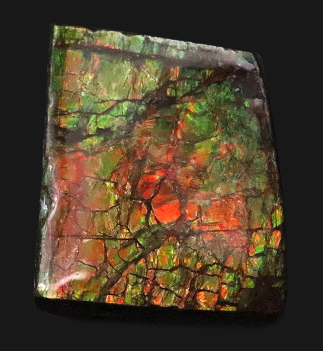 約7000万年前の生命が、地球の圧力によって宝石へと昇華した奇跡 … アンモライト（Ammolite）のピース（その1）