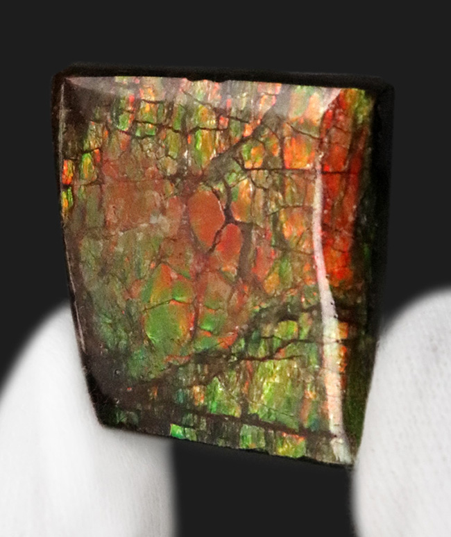 約7000万年前の生命が、地球の圧力によって宝石へと昇華した奇跡 … アンモライト（Ammolite）のピース（その2）
