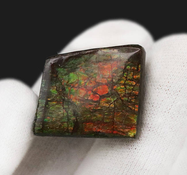 約7000万年前の生命が、地球の圧力によって宝石へと昇華した奇跡 … アンモライト（Ammolite）のピース（その4）