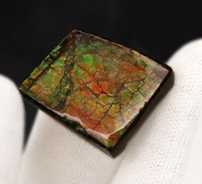 約7000万年前の生命が、地球の圧力によって宝石へと昇華した奇跡 … アンモライト（Ammolite）のピース（その5）