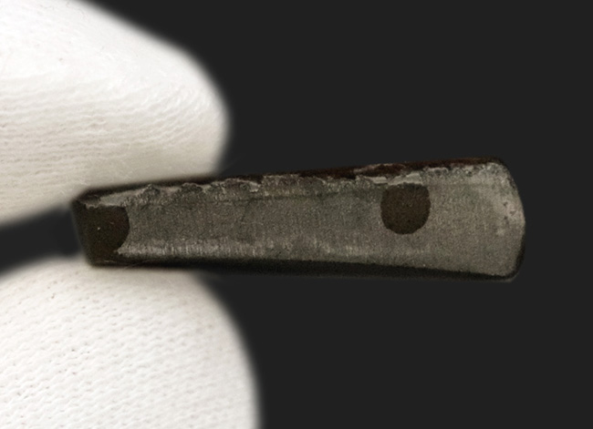 約7000万年前の生命が、地球の圧力によって宝石へと昇華した奇跡 … アンモライト（Ammolite）のピース（その7）