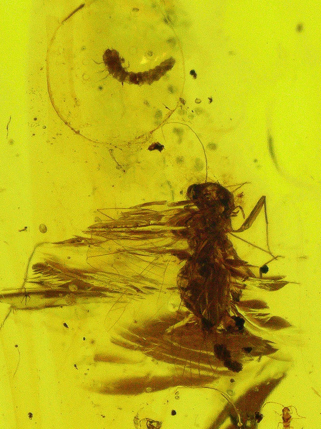 大小さまざまな昆虫が散見されます。白亜紀当時の内包物を含んだ、恐竜時代の琥珀「バーマイト(Burmite)」(その1)