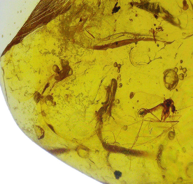 大小さまざまな昆虫が散見されます。白亜紀当時の内包物を含んだ、恐竜時代の琥珀「バーマイト(Burmite)」(その3)