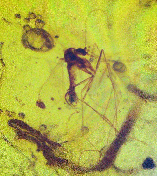 大小さまざまな昆虫が散見されます。白亜紀当時の内包物を含んだ、恐竜時代の琥珀「バーマイト(Burmite)」(その4)