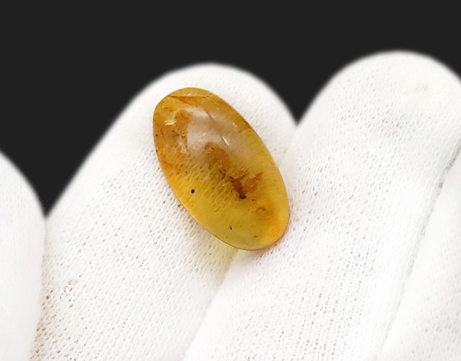 大小さまざまな昆虫が散見されます。白亜紀当時の内包物を含んだ、恐竜時代の琥珀「バーマイト(Burmite)」(その6)