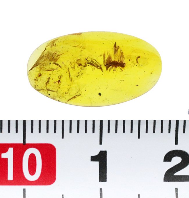 大小さまざまな昆虫が散見されます。白亜紀当時の内包物を含んだ、恐竜時代の琥珀「バーマイト(Burmite)」(その7)