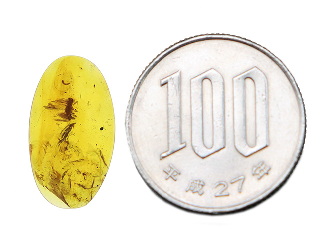 大小さまざまな昆虫が散見されます。白亜紀当時の内包物を含んだ、恐竜時代の琥珀「バーマイト(Burmite)」(その8)