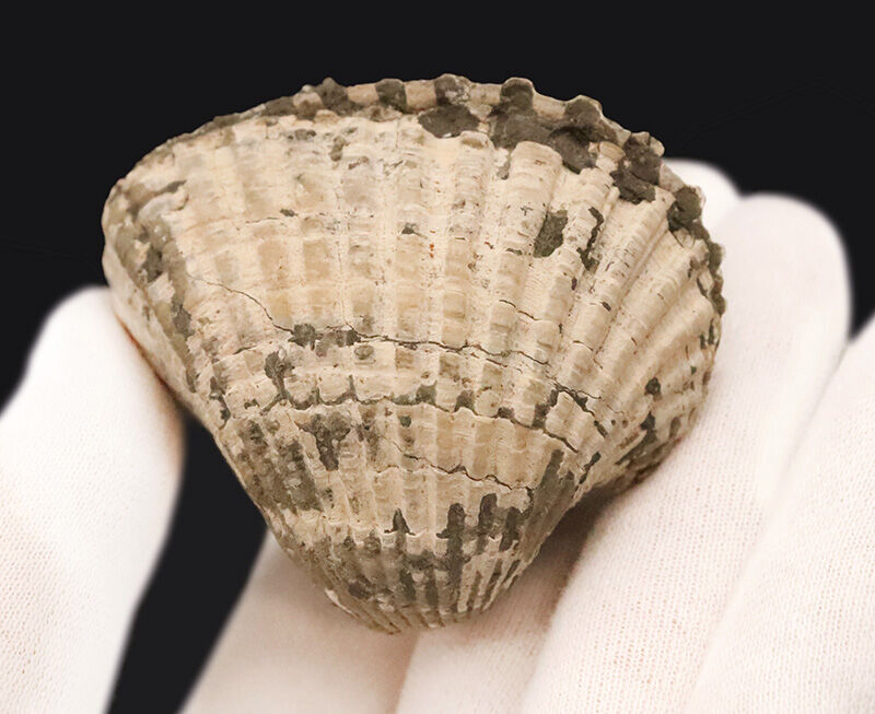 放射肋が美しく残された、観賞価値の高い標本！約1,000万年前（中新世）の岡山県に生息していたカケハタアカガイ（Anadara kakehataensis）の極厚・良質化石（その2）