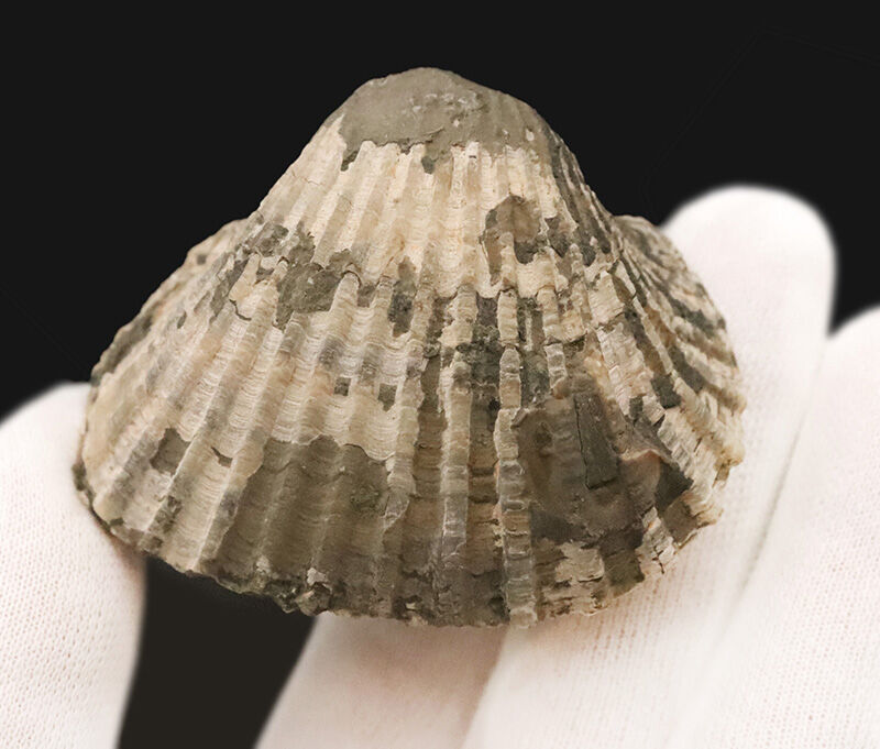 放射肋が美しく残された、観賞価値の高い標本！約1,000万年前（中新世）の岡山県に生息していたカケハタアカガイ（Anadara kakehataensis）の極厚・良質化石（その3）