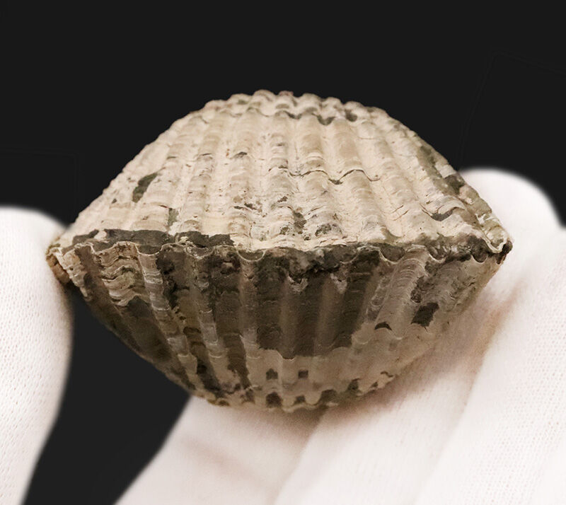 放射肋が美しく残された、観賞価値の高い標本！約1,000万年前（中新世）の岡山県に生息していたカケハタアカガイ（Anadara kakehataensis）の極厚・良質化石（その4）