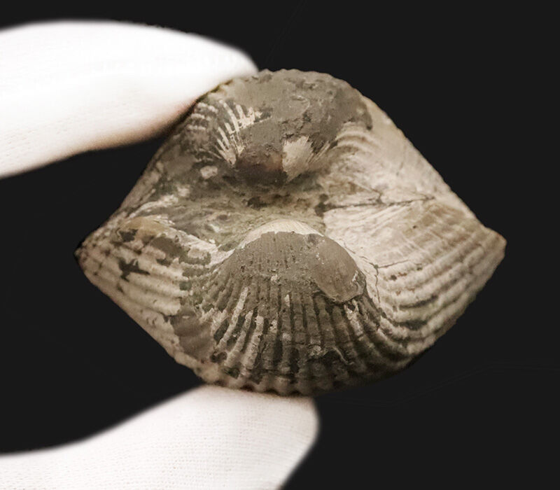 放射肋が美しく残された、観賞価値の高い標本！約1,000万年前（中新世）の岡山県に生息していたカケハタアカガイ（Anadara kakehataensis）の極厚・良質化石（その5）
