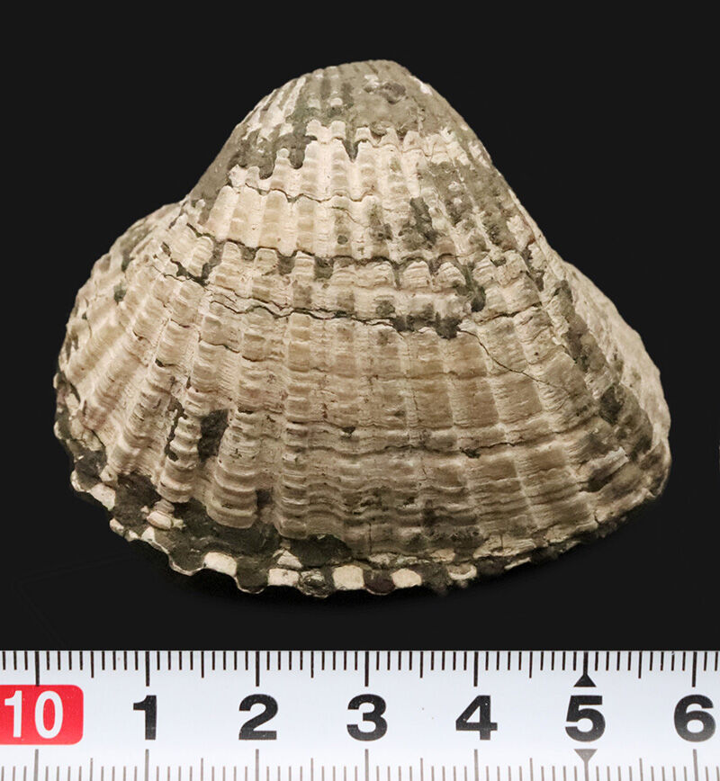放射肋が美しく残された、観賞価値の高い標本！約1,000万年前（中新世）の岡山県に生息していたカケハタアカガイ（Anadara kakehataensis）の極厚・良質化石（その6）