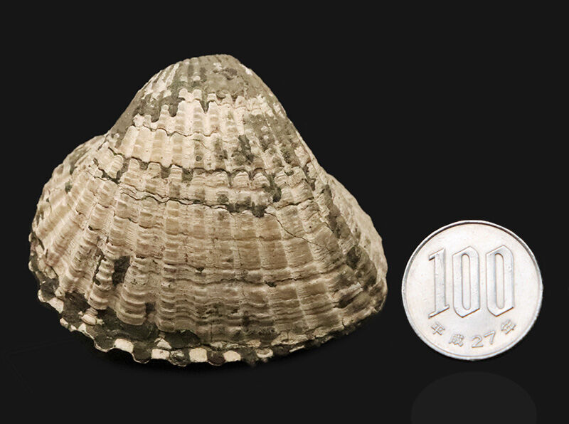 放射肋が美しく残された、観賞価値の高い標本！約1,000万年前（中新世）の岡山県に生息していたカケハタアカガイ（Anadara kakehataensis）の極厚・良質化石（その7）