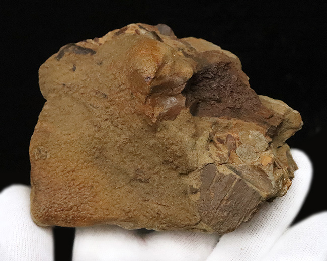 最高の標本以外は要らぬ、一生モノをその手に！これはもはや「皮膚化石」ではない、真の「ミイラ化石」だ。米国ワイオミング州産 エドモントサウルス（Edmontosaurus annectens）ミイラ化石（その10）