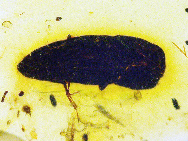 はっきりと輪郭を視認可能な、黒褐色の虫を内包した、約1億年前の琥珀、バーマイト（Burmite）（その1）