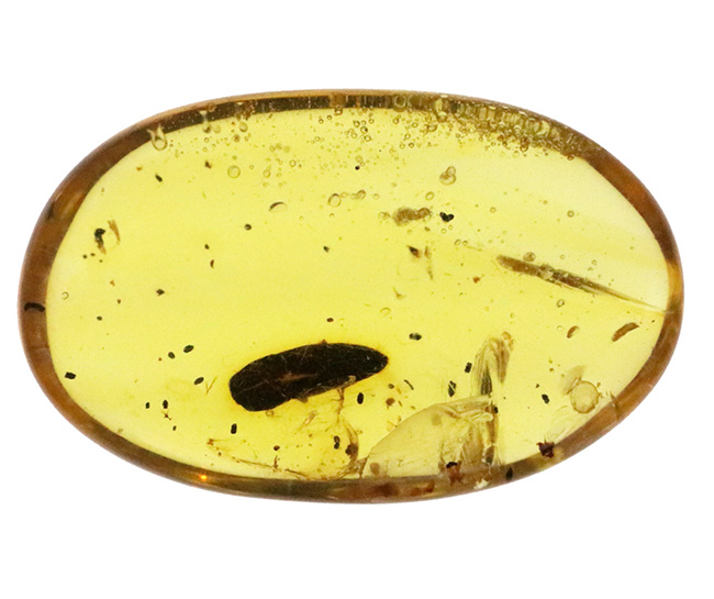 はっきりと輪郭を視認可能な、黒褐色の虫を内包した、約1億年前の琥珀、バーマイト（Burmite）（その2）