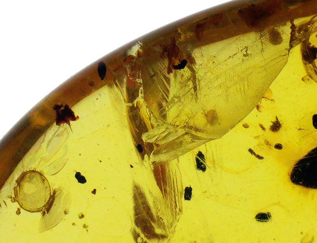 はっきりと輪郭を視認可能な、黒褐色の虫を内包した、約1億年前の琥珀、バーマイト（Burmite）（その3）