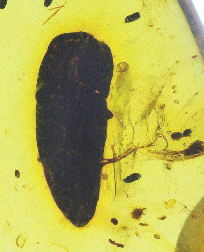 はっきりと輪郭を視認可能な、黒褐色の虫を内包した、約1億年前の琥珀、バーマイト（Burmite）（その4）
