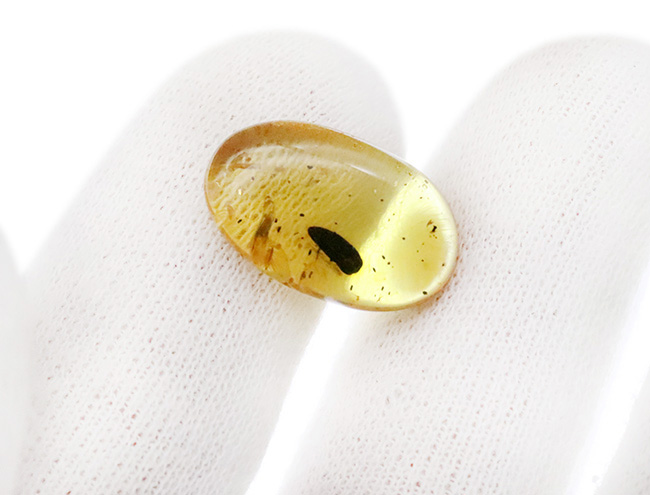 はっきりと輪郭を視認可能な、黒褐色の虫を内包した、約1億年前の琥珀、バーマイト（Burmite）（その5）