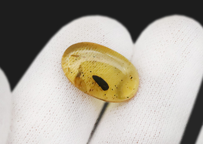 はっきりと輪郭を視認可能な、黒褐色の虫を内包した、約1億年前の琥珀、バーマイト（Burmite）（その6）
