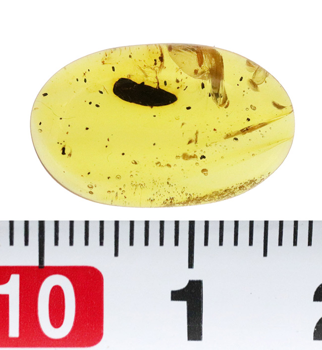 はっきりと輪郭を視認可能な、黒褐色の虫を内包した、約1億年前の琥珀、バーマイト（Burmite）（その7）