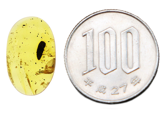 はっきりと輪郭を視認可能な、黒褐色の虫を内包した、約1億年前の琥珀、バーマイト（Burmite）（その8）