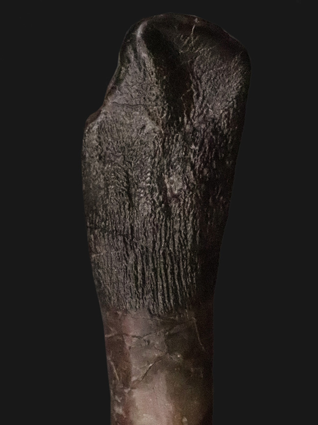 オールナチュラル＆歯根付き！これはまさにミラクル！ 博物館級・カマラサウルス・グランディス（Camarasaurus grandis）の歯根付き歯化石（その2）