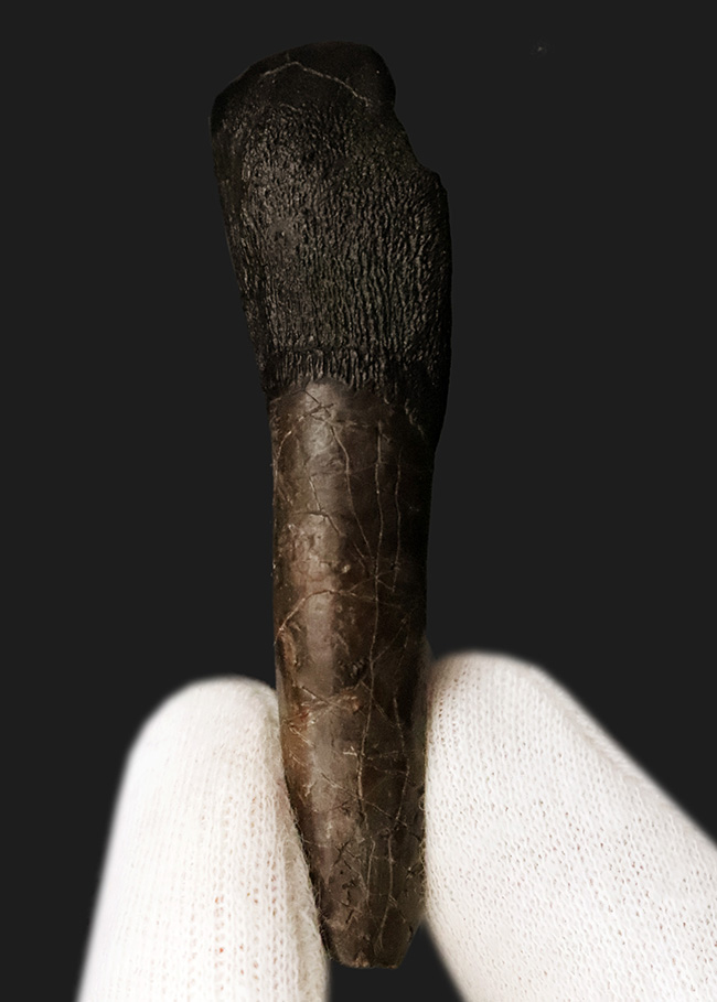 オールナチュラル＆歯根付き！これはまさにミラクル！ 博物館級・カマラサウルス・グランディス（Camarasaurus grandis）の歯根付き歯化石（その3）