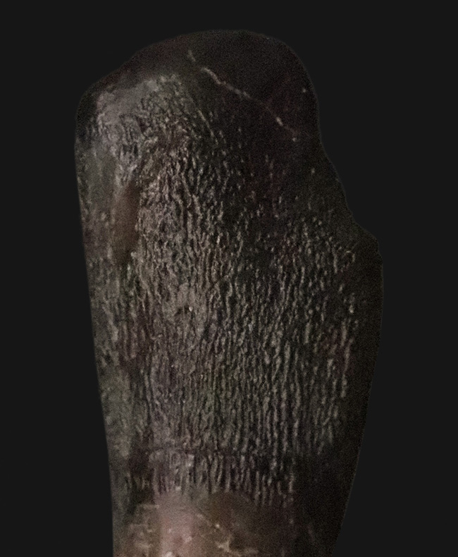 オールナチュラル＆歯根付き！これはまさにミラクル！ 博物館級・カマラサウルス・グランディス（Camarasaurus grandis）の歯根付き歯化石（その4）