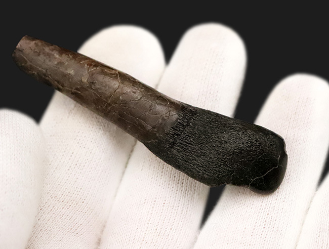 オールナチュラル＆歯根付き！これはまさにミラクル！ 博物館級・カマラサウルス・グランディス（Camarasaurus grandis）の歯根付き歯化石（その5）