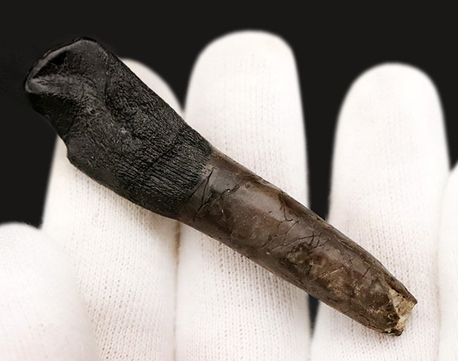 オールナチュラル＆歯根付き！これはまさにミラクル！ 博物館級・カマラサウルス・グランディス（Camarasaurus grandis）の歯根付き歯化石（その6）