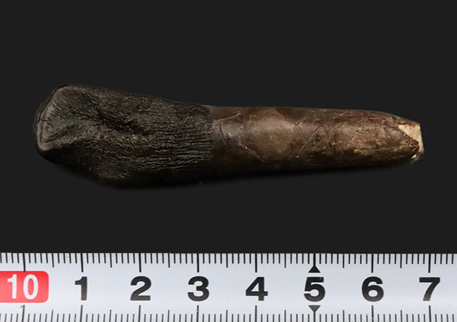 オールナチュラル＆歯根付き！これはまさにミラクル！ 博物館級・カマラサウルス・グランディス（Camarasaurus grandis）の歯根付き歯化石（その8）