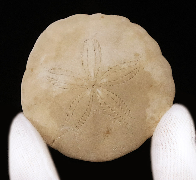 美しい五放射相称が明瞭に残された、国産のウニ化石（Urchin fossil）（その1）