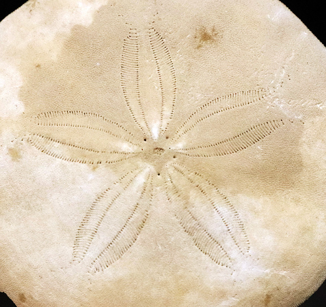 美しい五放射相称が明瞭に残された、国産のウニ化石（Urchin fossil）（その2）
