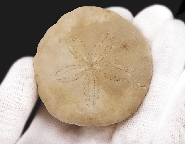美しい五放射相称が明瞭に残された、国産のウニ化石（Urchin fossil）（その3）