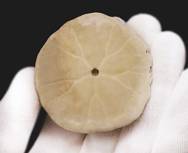 美しい五放射相称が明瞭に残された、国産のウニ化石（Urchin fossil）（その4）