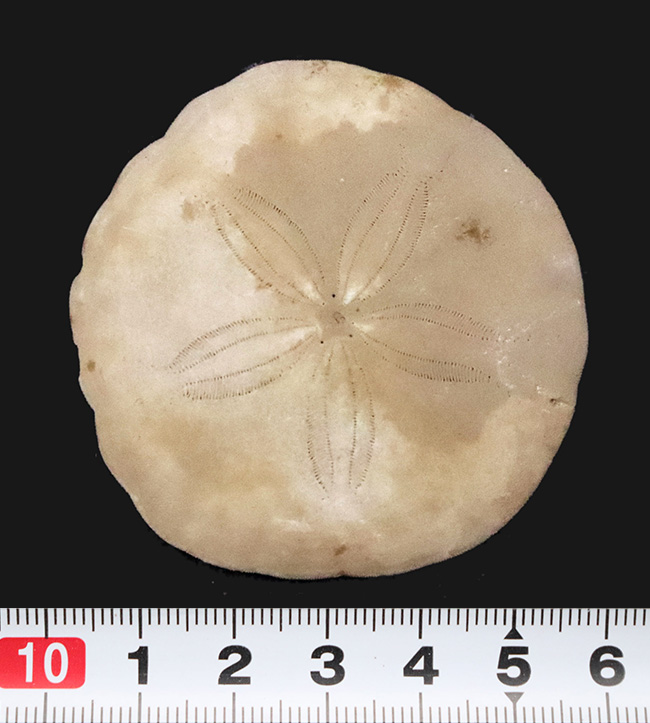 美しい五放射相称が明瞭に残された、国産のウニ化石（Urchin fossil）（その6）