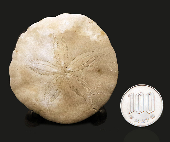 美しい五放射相称が明瞭に残された、国産のウニ化石（Urchin fossil）（その7）