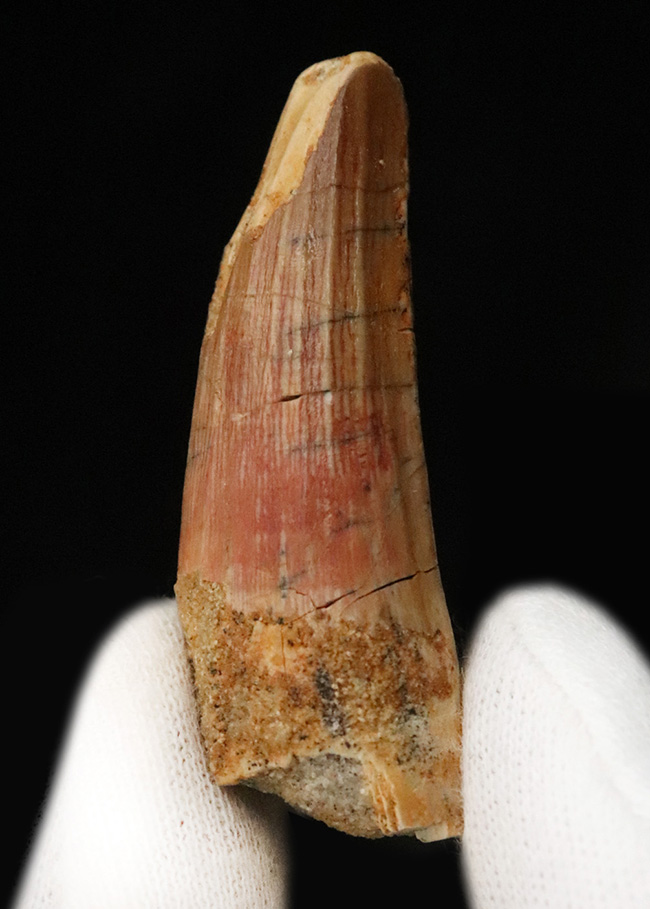 白亜紀後期の北アフリカで、食物連鎖の頂点に君臨したスピノサウルス（Spinosaurus）の歯化石（その1）