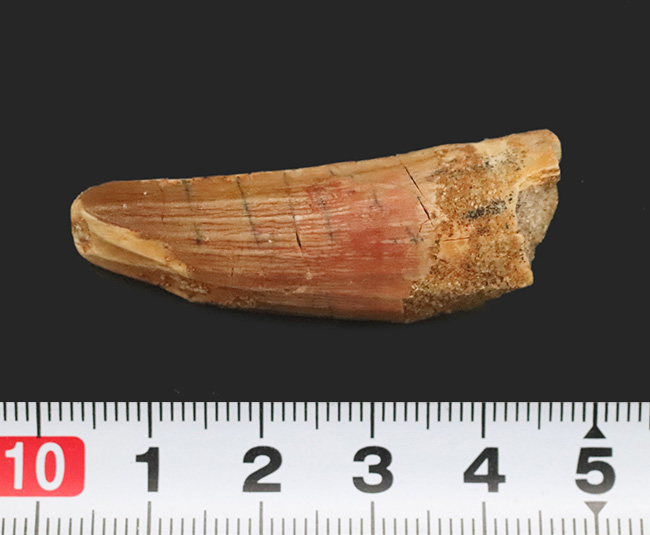 白亜紀後期の北アフリカで、食物連鎖の頂点に君臨したスピノサウルス（Spinosaurus）の歯化石（その5）