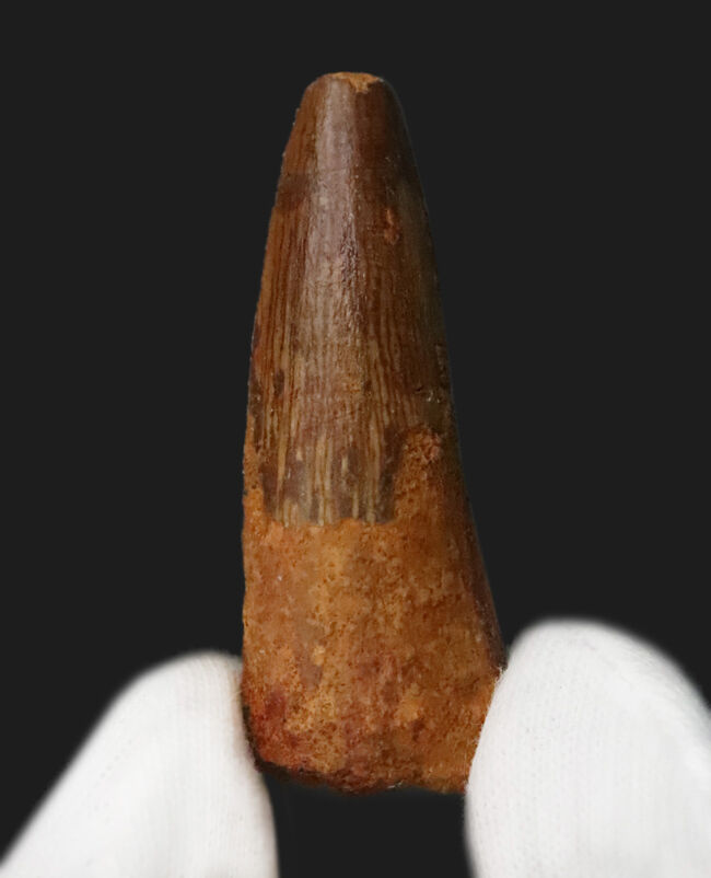 白亜紀中期、北アフリカの水辺を支配した王……スピノサウルス(Spinosaurus)の歯化石(その1)