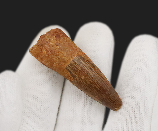 白亜紀中期、北アフリカの水辺を支配した王……スピノサウルス(Spinosaurus)の歯化石(その4)