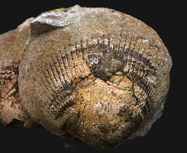 堂々たる姿と優れた保存状態が圧巻……国内産のタママキガイ（Glycymeris）の化石（その3）