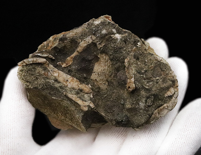 堂々たる姿と優れた保存状態が圧巻……国内産のタママキガイ（Glycymeris）の化石（その4）