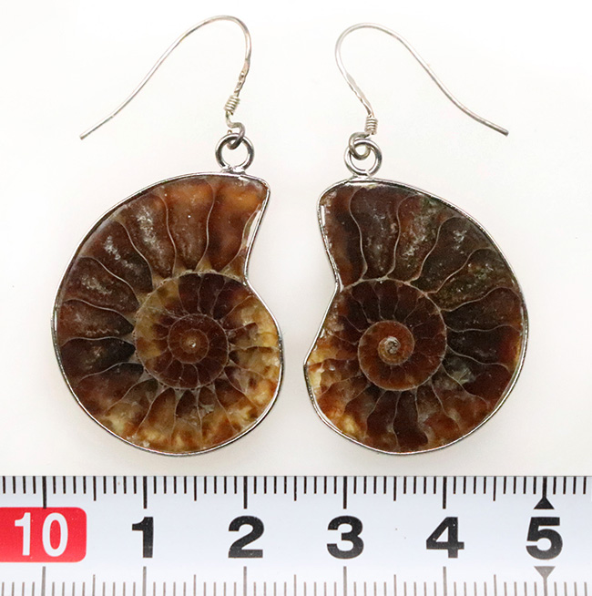 【限定出品】マダガスカル産　アンモナイト化石スライス個体使用　ピアス 限定出品】マダガスカル産 アンモナイト化石 スライス個体使用