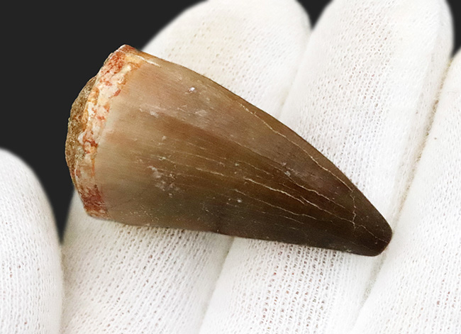 美品！エナメル質の状態が大変良好な、モササウルス（Mosasaurus